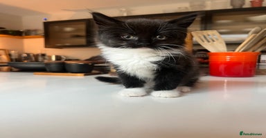 Mixed Breed cats - Advert 14