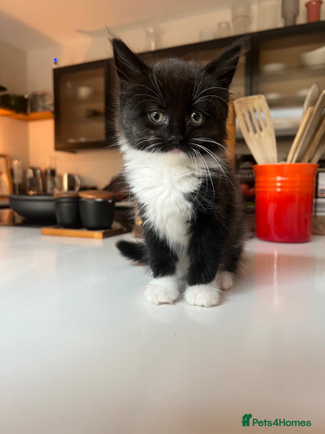 Mixed Breed cats for sale: Five stunning kittens ready to go! - Image 2