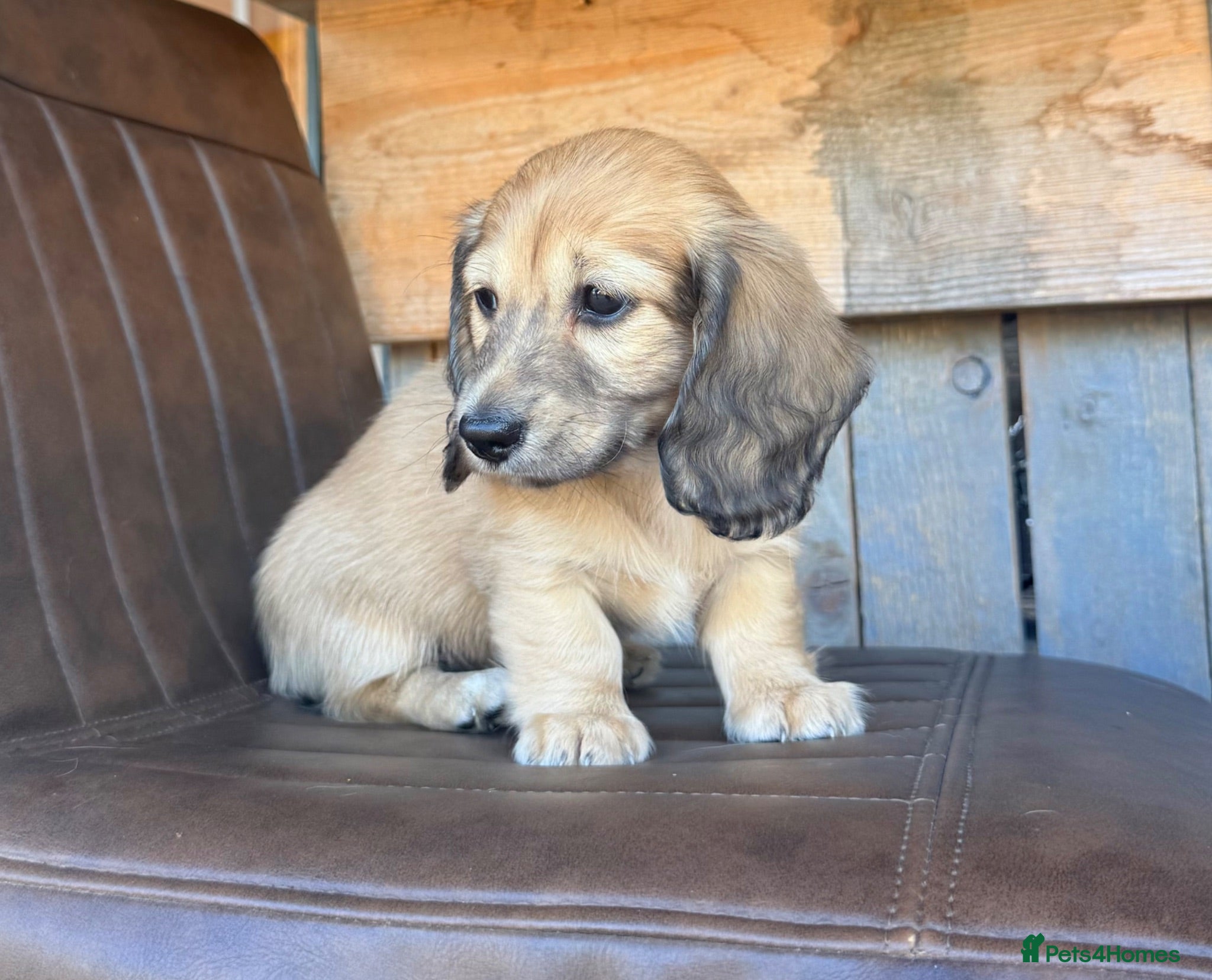 Miniature Dachshund dogs Long haired miniature dachshunds  - Advert 2
