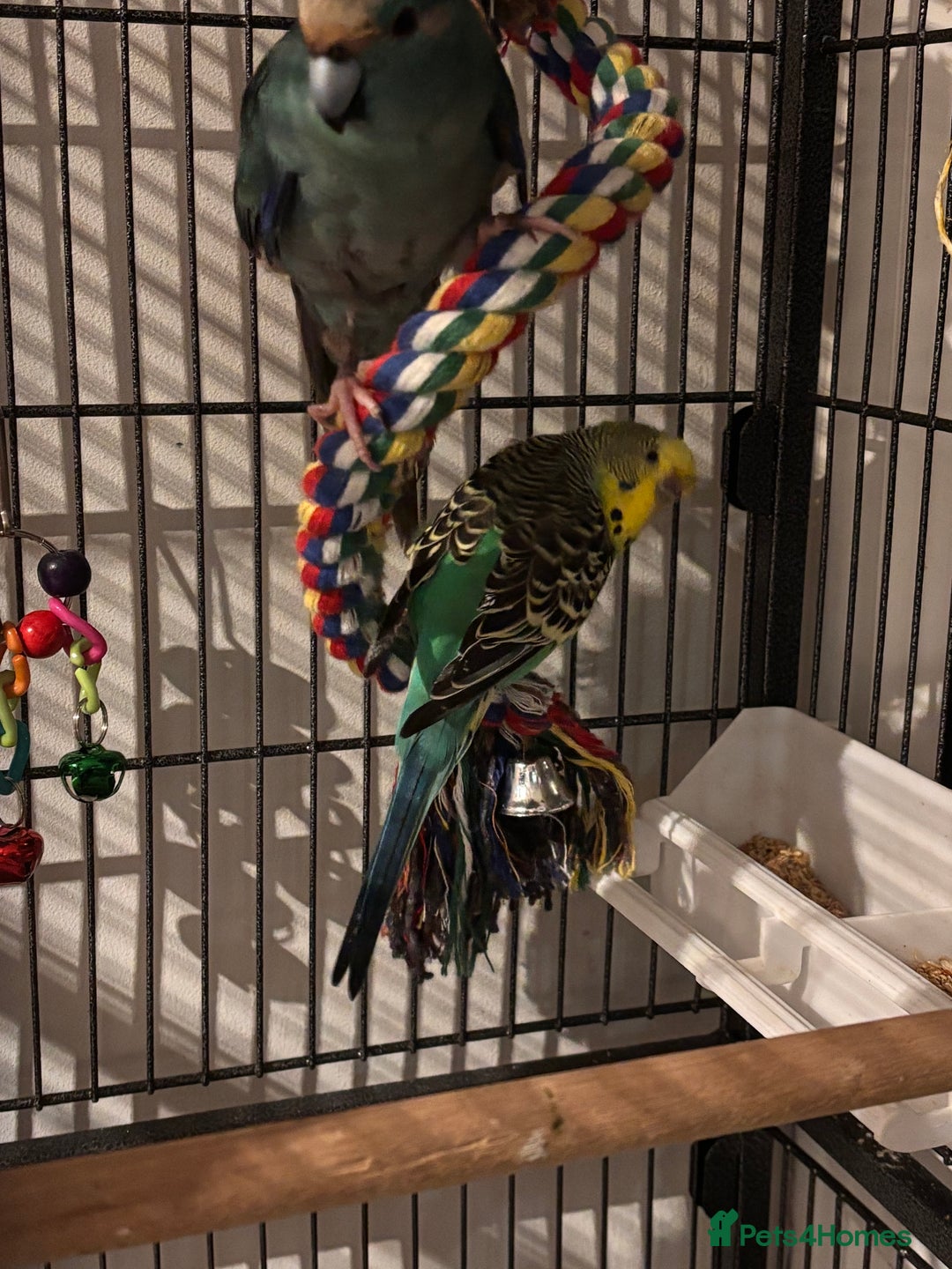 Mixed Breed birds for sale: Kakariki under 1 and budgie FOR SALE - Advert 3