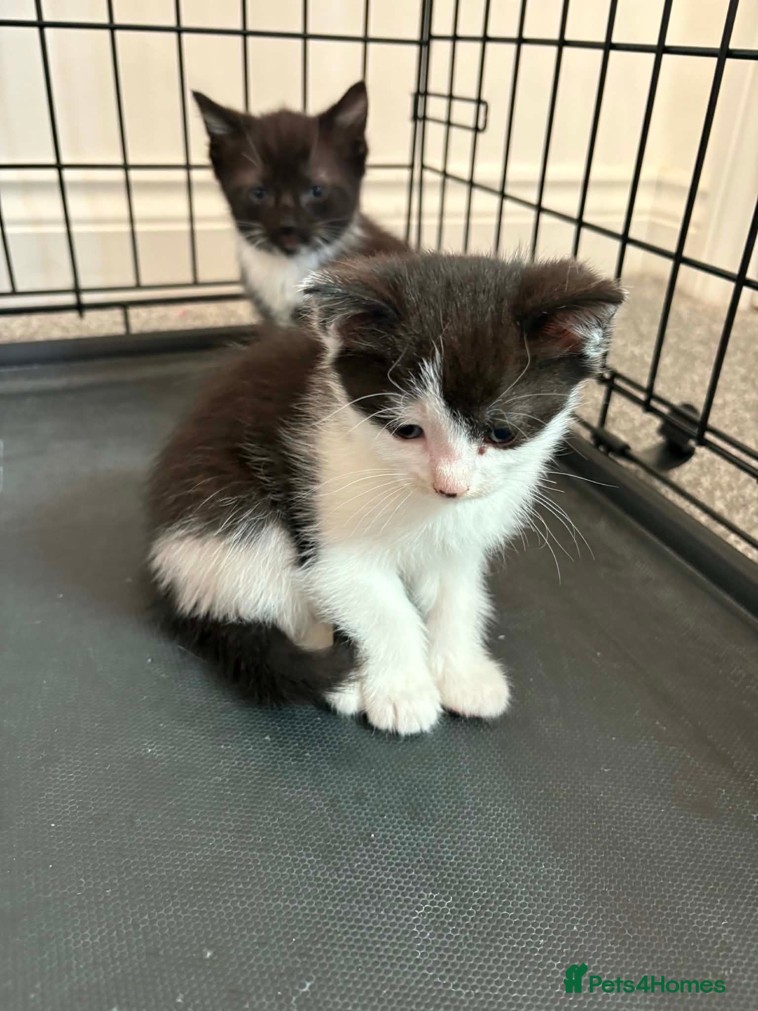 Mixed Breed cats Cute female kittens ready to view 😍  - Advert 1