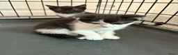 Mixed Breed cats for sale: Cute female kittens ready to view 😍  - Advert 1