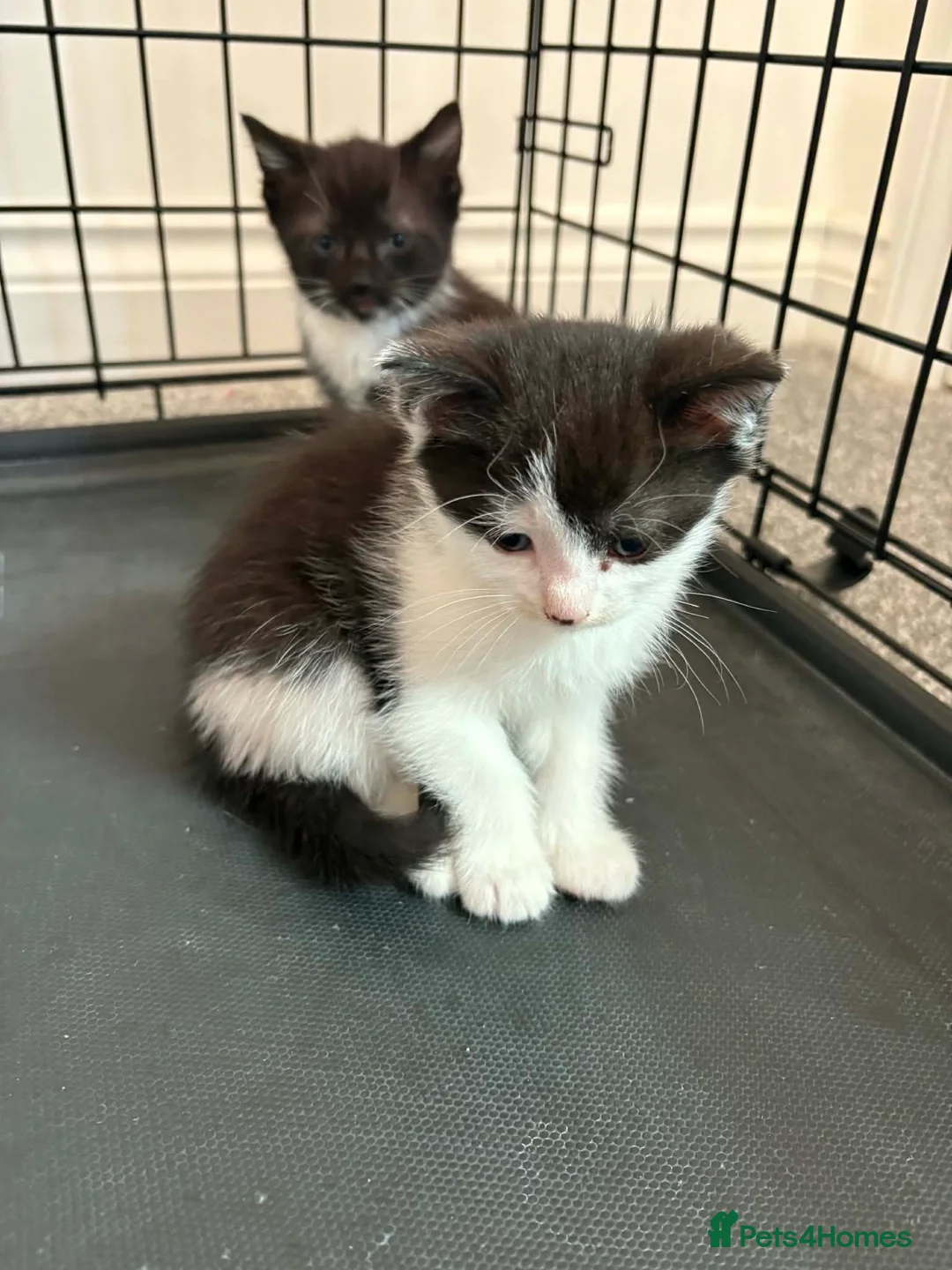 Mixed Breed cats for sale: Cute female kittens ready to view 😍  - Advert 1
