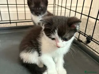 Mixed Breed cats Cute female kittens ready to view 😍 - Advert 3