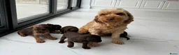 Mixed Breed dogs for sale: 5 Beautiful Chocolate brown & Tan Puppies  in Egham - Advert 28