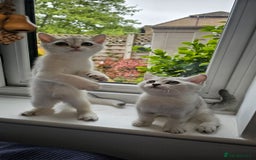 British Shorthair cats for sale: British Shorthair Kittens – Golden & Silver Shaded - Image 10