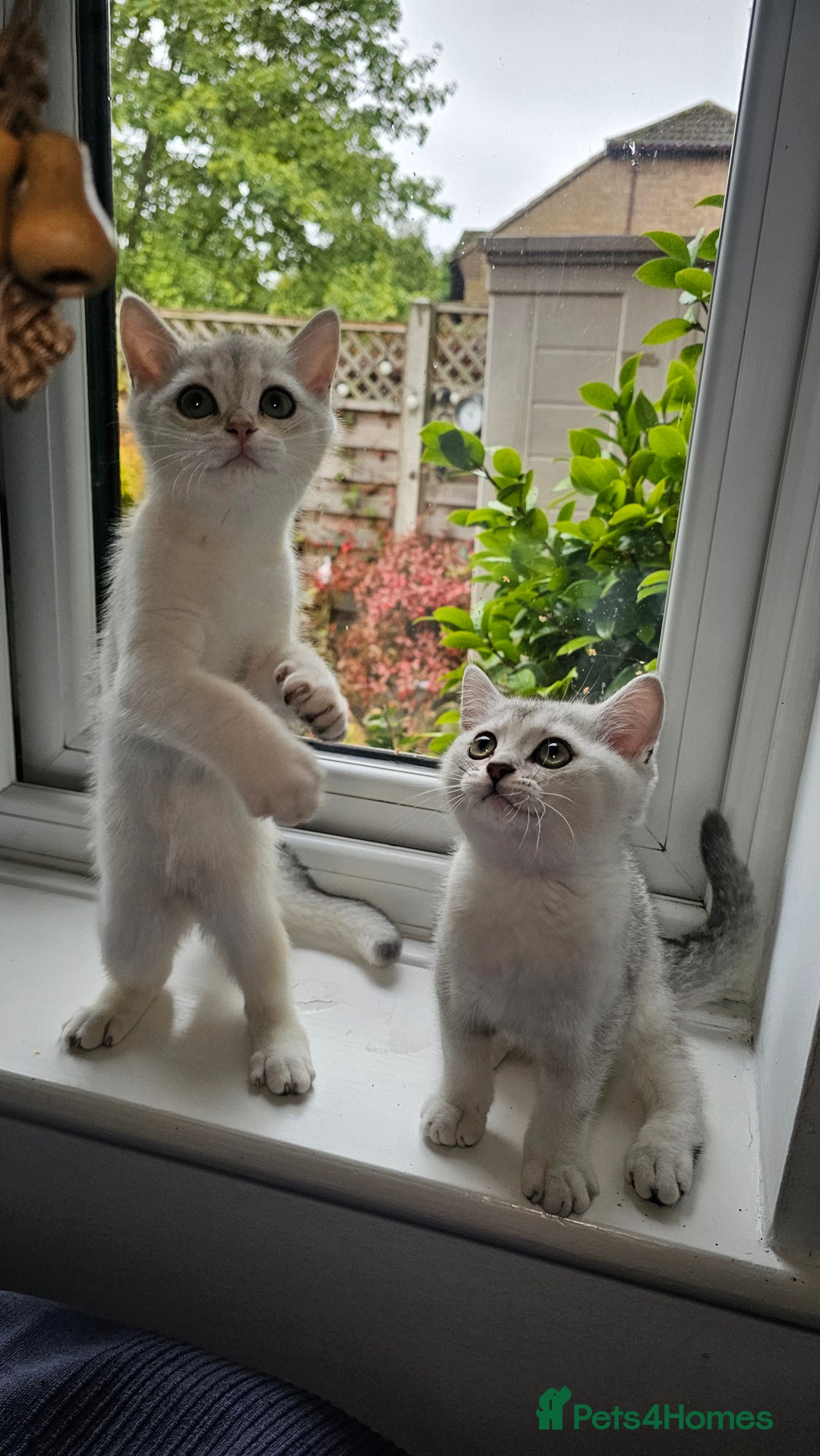 British Shorthair cats for sale: British Shorthair Kittens – Golden & Silver Shaded - Image 10