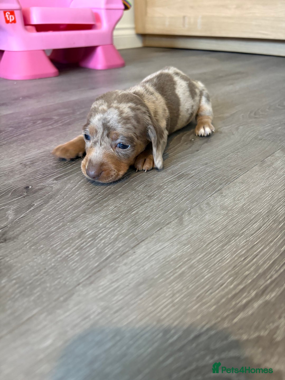 Miniature Dachshund dogs for sale: Adorable Miniature dachshund Babies - Advert 17