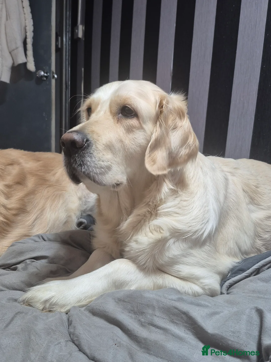 Golden Retriever dogs for sale: Our Bellas first litter x  in Liverpool - Advert 1