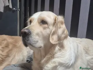 Golden Retriever dogs Our Bellas first litter x in Liverpool - Advert 10