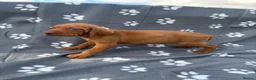 Hungarian Vizsla dogs for sale: Beautiful KC Reg Hungarian Vizsla Puppies - Advert 23