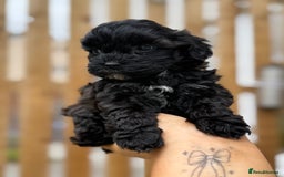 Yorkiepoo dogs for sale: Yorkiepoos - Image 22