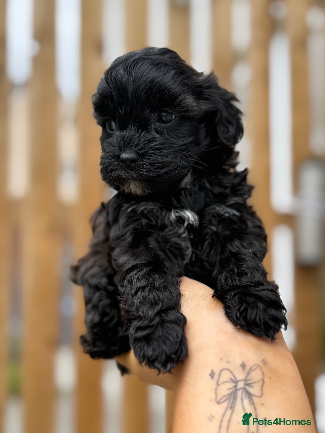 Yorkiepoo dogs for sale: Yorkiepoos - Image 22