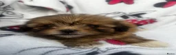 Shih Tzu dogs for sale: Imperial Shih Tzu puppies - Advert 4