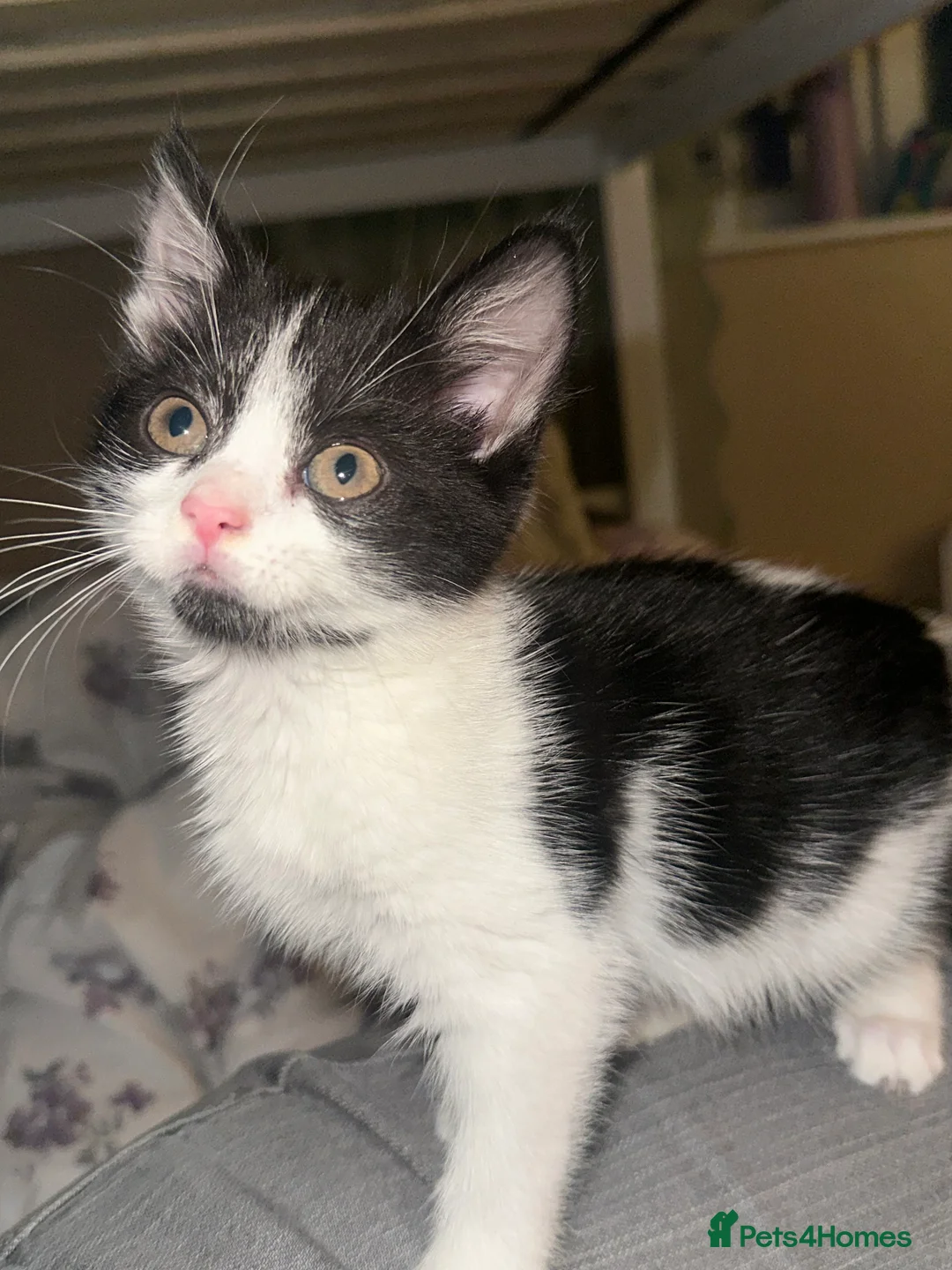 Mixed Breed cats for sale: mixed breed female kitten in need of a home!! - Advert 8