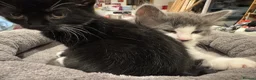 British Shorthair cats for sale: Adorable bland and grey kittens in Glasgow - Advert 8