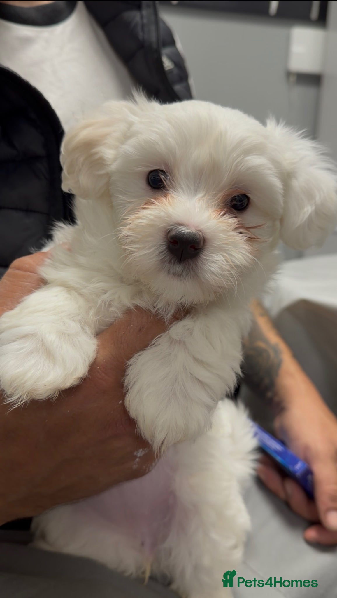 Bichon Frise dogs 🐾 Gorgeous Bichon Frise Puppies – Ready Soon - Advert 6
