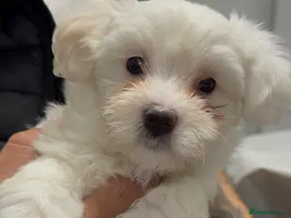 Bichon Frise dogs 🐾 Gorgeous Bichon Frise Puppies – Ready Soon - Advert 6