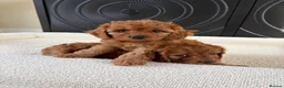 Cavapoo dogs for sale: DNA tested Dark red F1 cavapoo pups  - Advert 11
