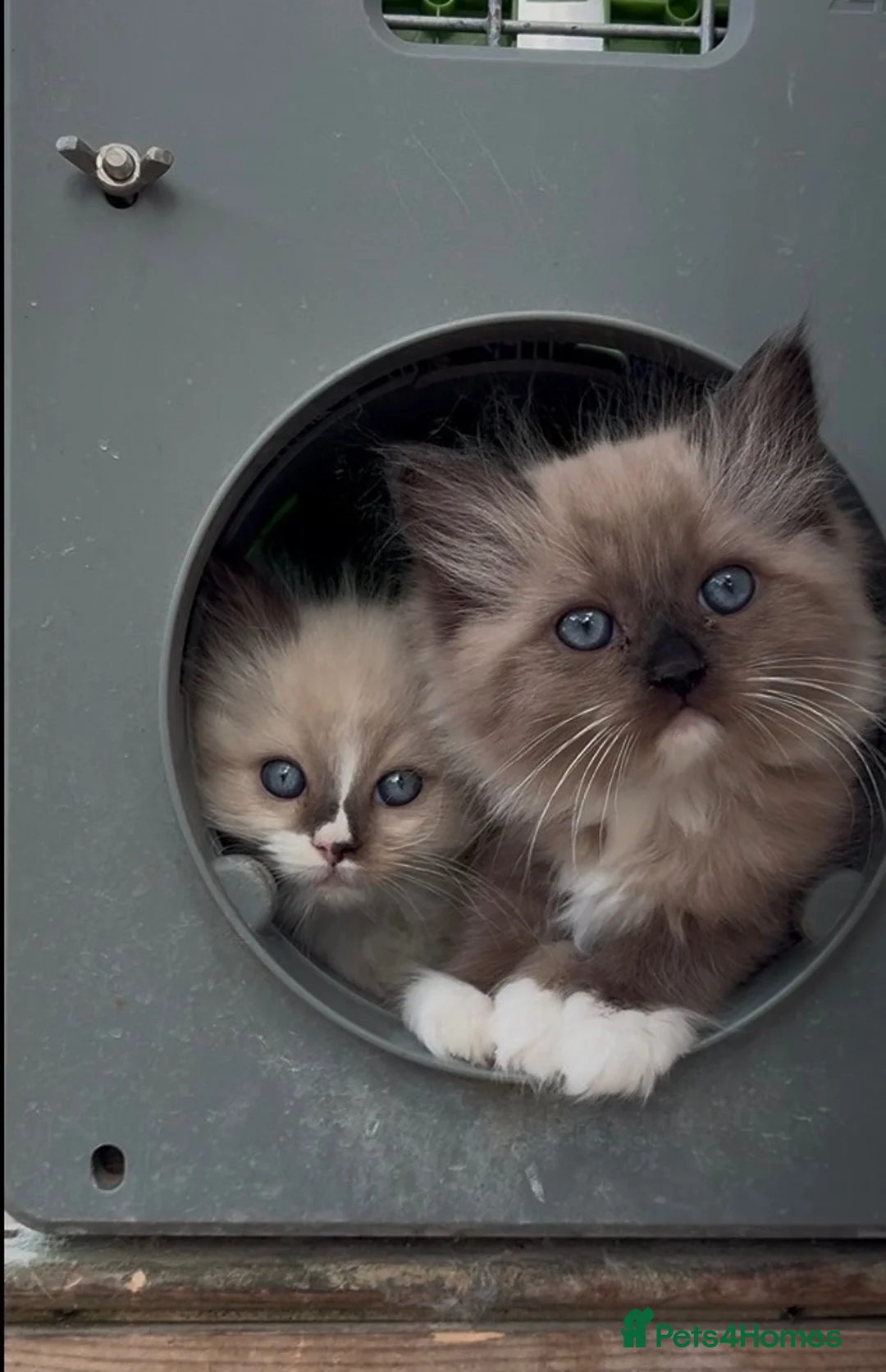 Ragdoll cats for sale: Registered pedigree cherubim Ragdolls - Advert 1