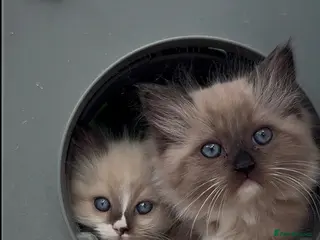 Ragdoll cats Registered pedigree cherubim Ragdolls - Advert 1