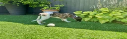Whippet dogs for sale: Beautiful whippet puppy  - Advert 1