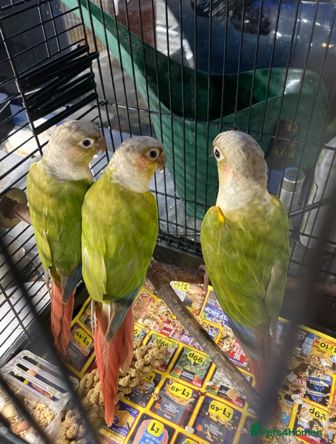 Conures birds for sale: Proven breeding pair of pine apple conures  - Advert 7