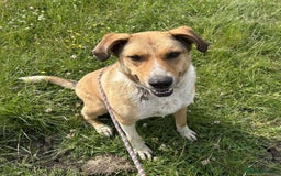 Mixed Breed dogs for adoption: MARSHALL the Marvellous - Image 11