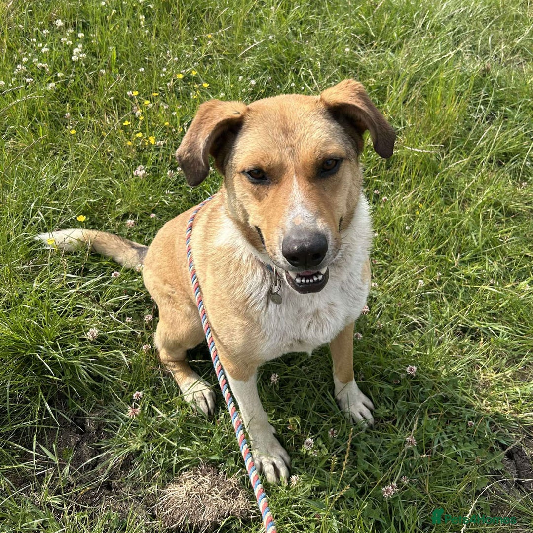 Mixed Breed dogs for adoption: MARSHALL the Marvellous - Image 11
