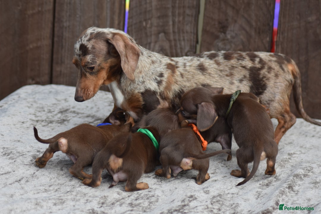 Miniature Dachshund dogs for sale: Miniature Dachshunds Chocolate and Tan Boys  - Image 14