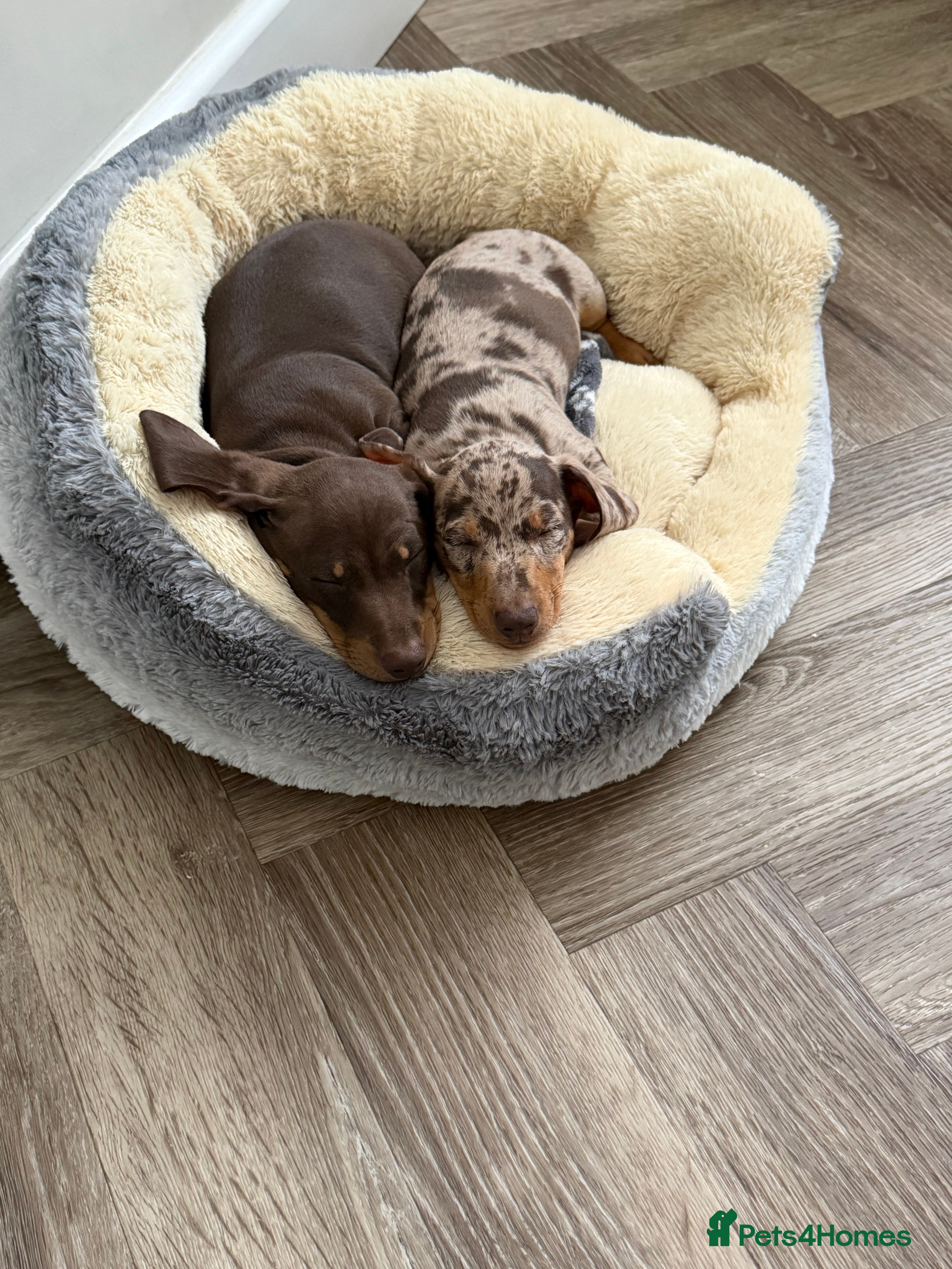 Miniature Dachshund dogs Miniature dachshunds  - Advert 5