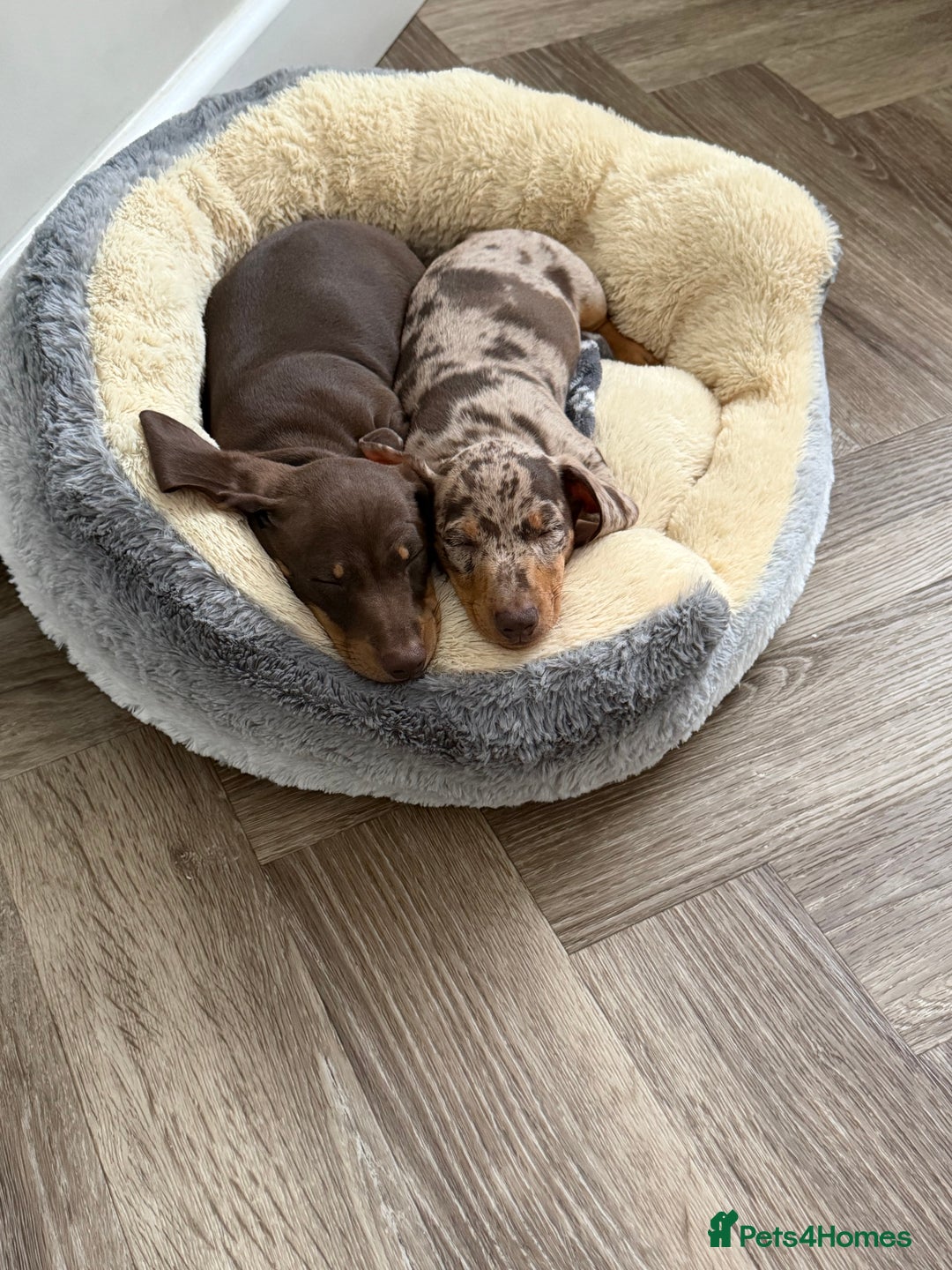Miniature Dachshund dogs for sale: Miniature dachshunds  - Advert 1