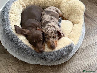 Miniature Dachshund dogs Miniature dachshunds - Advert 1