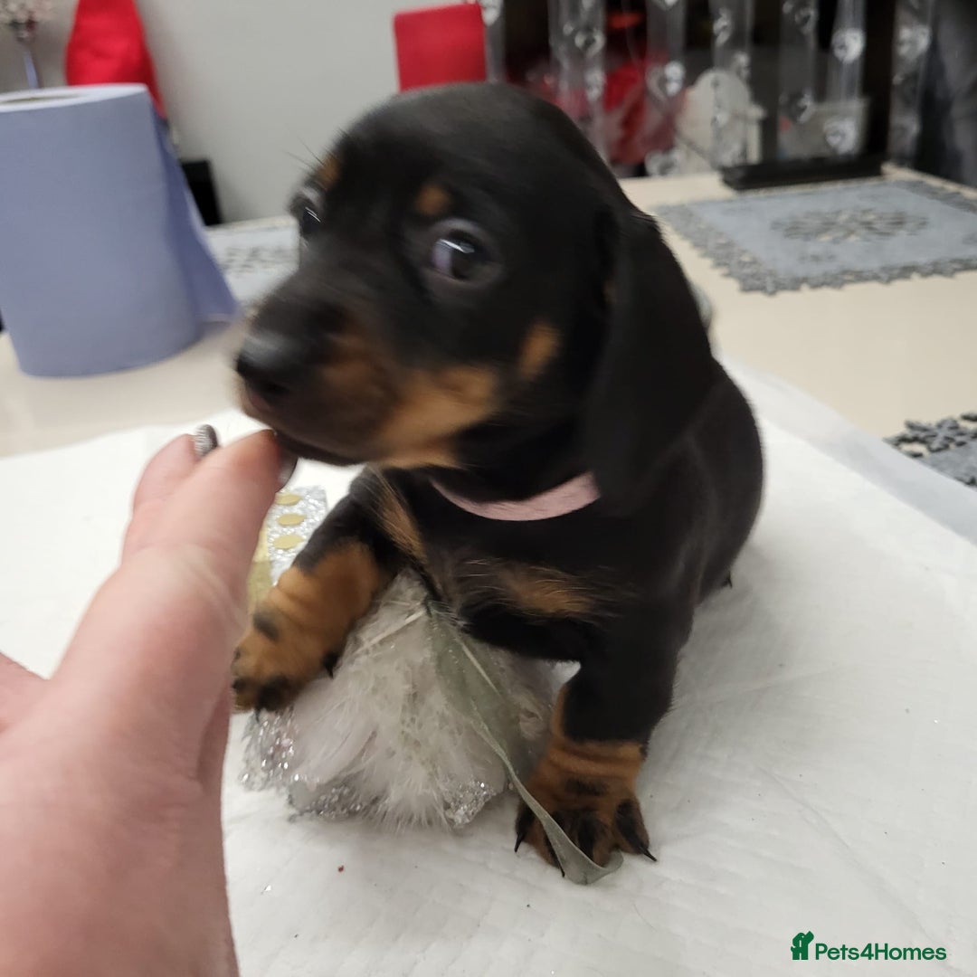 Dachshund dogs for sale: Wonderful dachshund puppies  - Advert 12