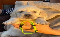 Golden Retriever dogs for sale: Outstanding Golden Retriever Puppies - Image 9