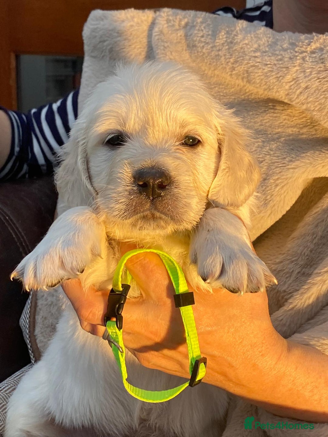 Golden Retriever dogs for sale: Outstanding Golden Retriever Puppies - Image 9