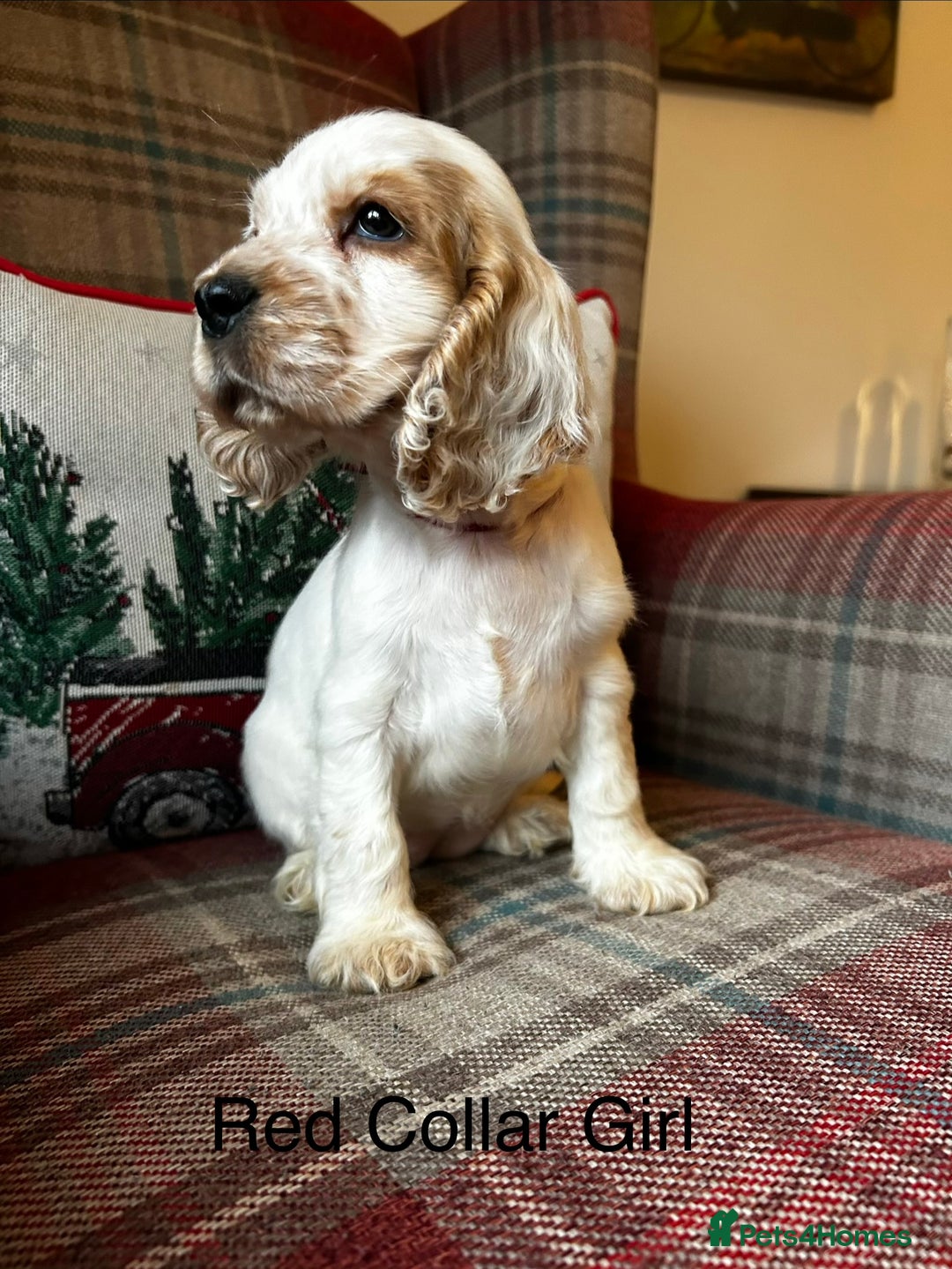 Cocker Spaniel dogs for sale: KC registered, health tested show type puppies - Advert 10