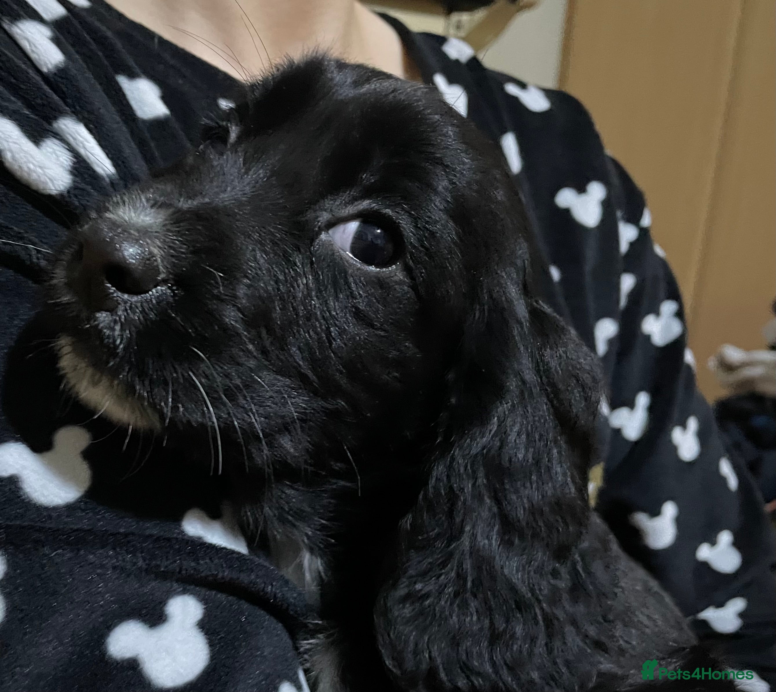 Sprocker dogs Sprocker pups - Advert 1