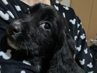 Sprocker dogs Sprocker pups - Advert 1