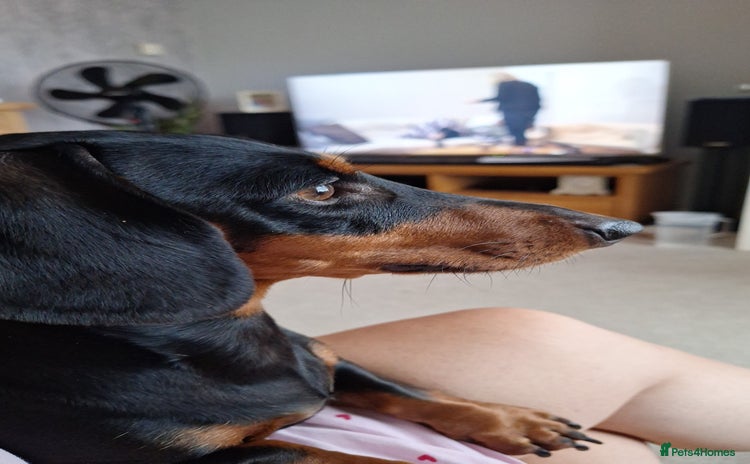 Dachshund dogs - Advert 2