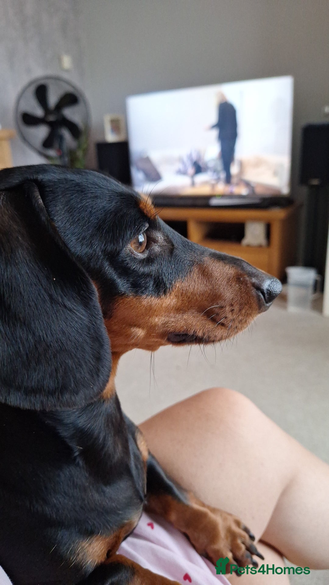 Dachshund dogs for sale: Smooth haired dachshund puppys  - Image 1