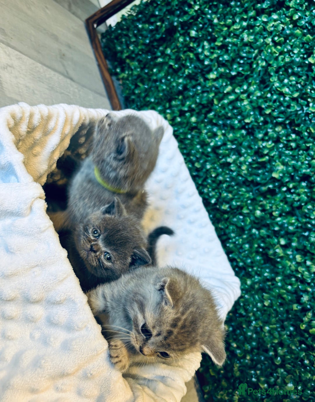 British Shorthair cats for sale: British shorthair kittens  - Image 19