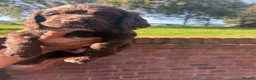Sprocker dogs for sale: Sprocker puppies, 3/4 cocker  in Preston - Advert 5