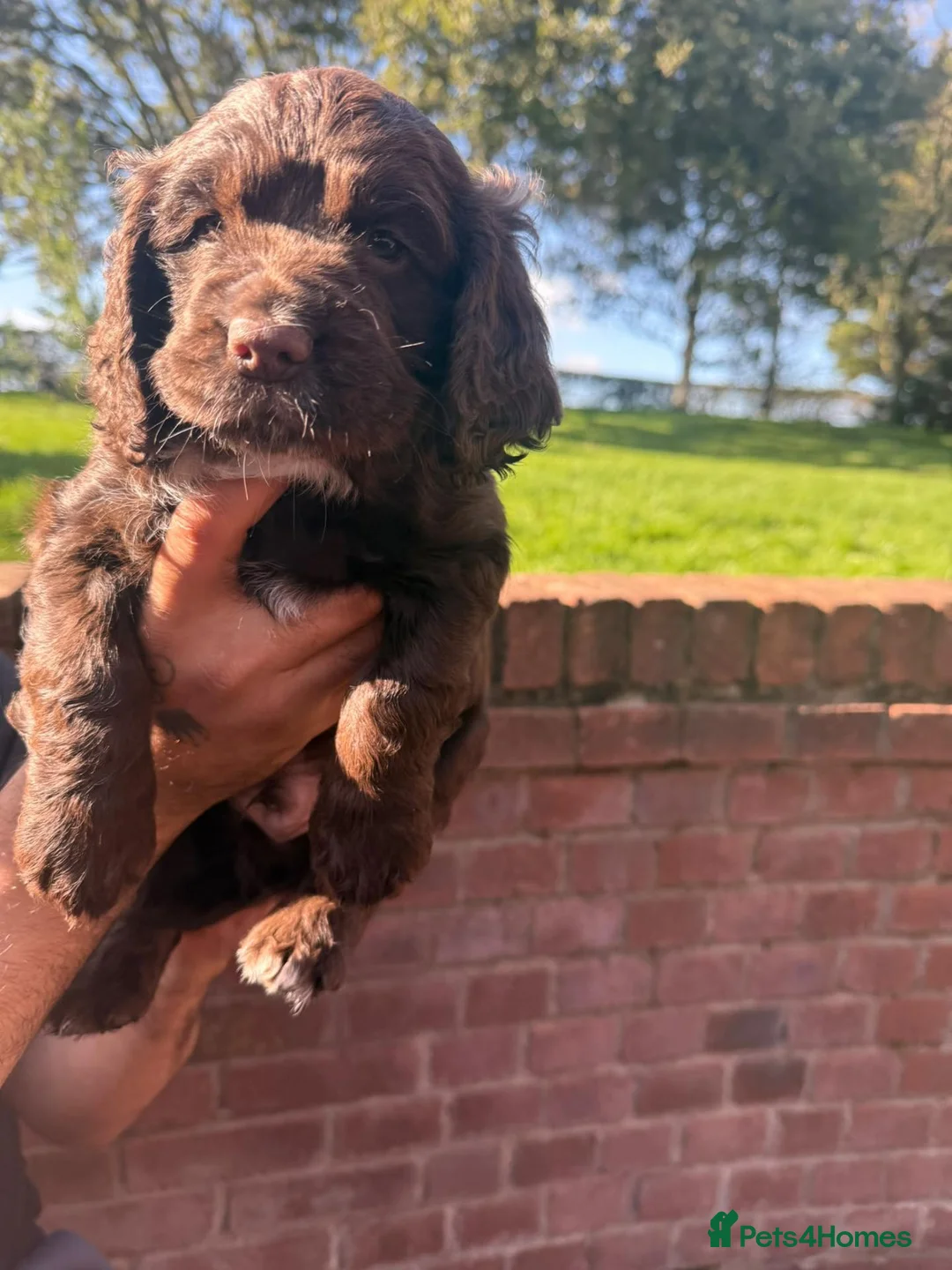 Sprocker dogs for sale: Sprocker puppies, 3/4 cocker  in Preston - Advert 5