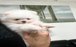 Pomeranian dogs for sale: Top Quality 🐼 Championship Lines - Image 1