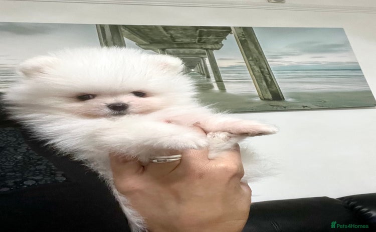Pomeranian dogs - Advert 14