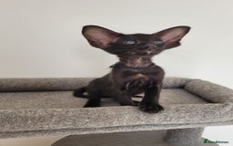 Oriental cats for sale: Oriental Shorthair kittens  - Image 8