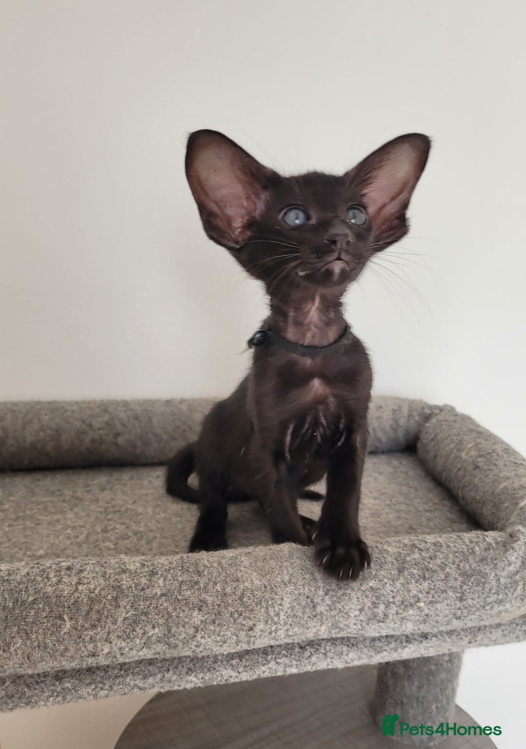 Oriental cats for sale: Oriental Shorthair kittens  - Image 8
