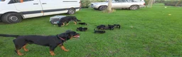 Mixed Breed dogs for sale: Beautiful F1B Rottweiler Puppies - Advert 14