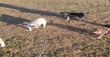 Pug dogs - Advert 1